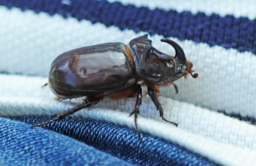 Réf. 257 069 : Oryctes nasicornis